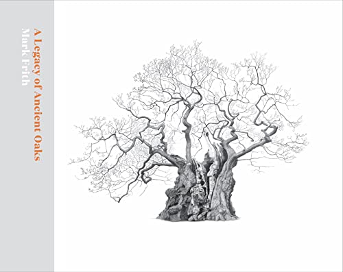 A Legacy Of Ancient Oaks