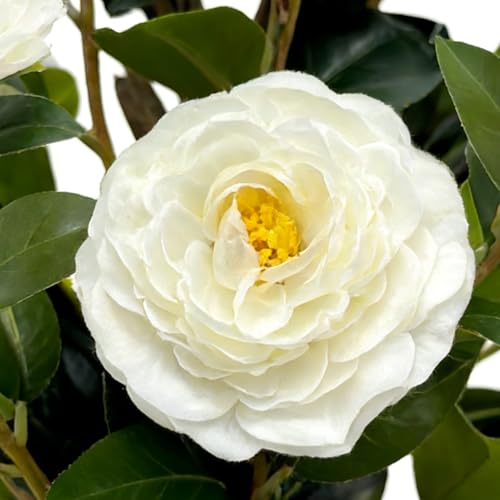 Fleurs artificielles camélia réaliste pour balcons ombragés et sols difficiles - 7