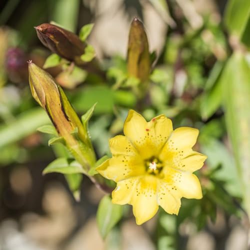 Semillas de genciana, rocas resistentes decoración jardín de semillas de regalos para jardineros 150pcs