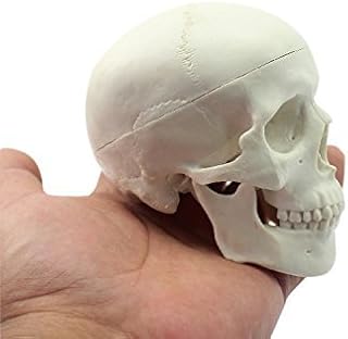 Doc.Royal Education Mini Skull Human Medical Anatomical Head Bone Skull Bone Model