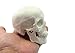 Ocean-Aquarius Mini Human Medical Anatomical Head Bone Skull Bone Model Educational Mini Model