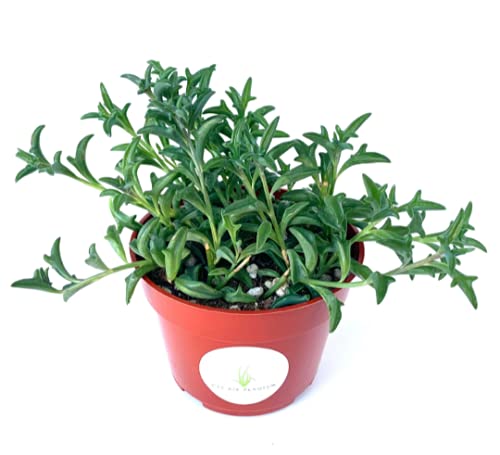 String Of Dolphins Succulents Senecio Peregrinus In 4" Pot #TOP2