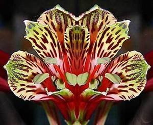 Alstroemeria psittacina | Peruvian Lily | Parrot | 10_Seeds to
