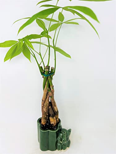 Jmbamboo - Live 10"-12" Money Tree Bonsai-And Elephant Ceramic Pot. #TOP1