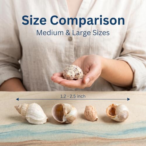 Image of 6PCS Hermit Crab Shells Medium to Large | Natural Conch 2.8 inch - 3.9 inch, Opening Size 1.5 inch - 2.5 inch | Assorted Turbo Shells Hermit Crab Growth Shells Small Medium Large Hermit Crab Supplies