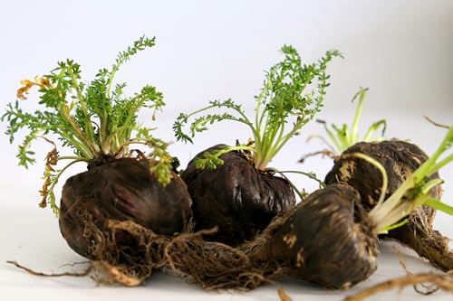 50 Seeds Black MACA Peruvian Ginseng Maka Lepidium Meyenii