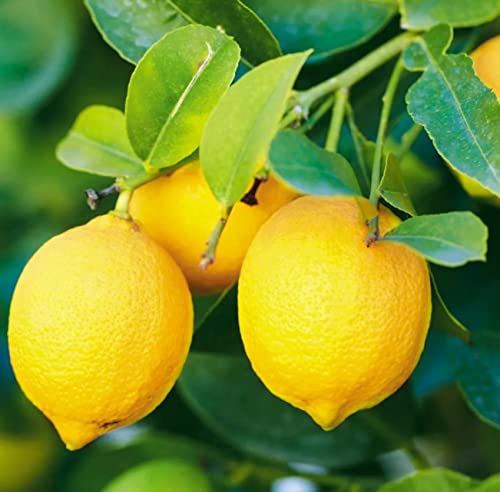 50+ Lemon Seeds For Planting #TOP9