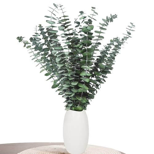 Decoración de eucalipto Aufisi - 22 Piezas de eucalipto seco (43 cm +), eucalipto seco para decoración, Bodas, Accesorios para el hogar, arreglo de Flores secas, Verde