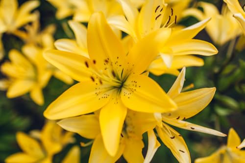 Cheerful Yellow Asiatic Lily Bulbs