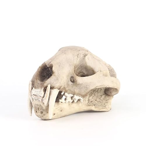 1pc Resin Clouded Leopard Skull Replica, Simulation Fossil Animal Skeleton Model for Gothic Home Decor, Office Desk Ornament, Halloween Party Decoration and Collector Display