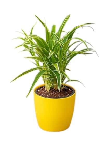 Air purifier plants indoor oxygen,Spider plant, Live Indoor Houseplant, Air-Purifying Chlorophytum (Pack of 1 With pot)-image-27