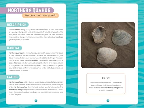 Seashells of the Jersey Shore: Identify and Learn about the Shells You Find on the Beach (Identify and Learn About Seashells, 1) - Image 4