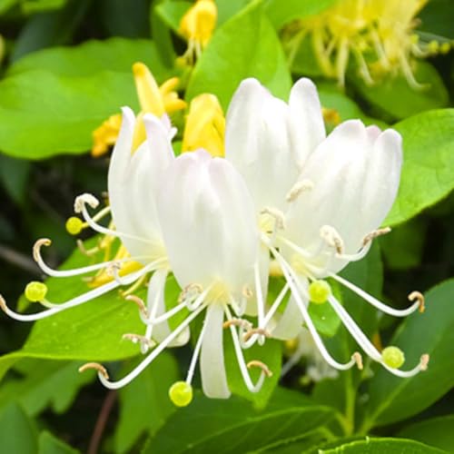 Set 2 Fragrant Honeysuckle Plants Live Live Honeysuckle Plants 5-9 Tall Vines Bushes Climbing for Planting (Gold White)