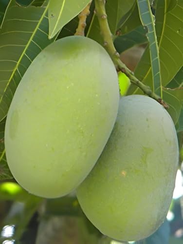 Image of Original Grafted Langra Mango Fruit Live Plant For Home Garden tree Pack of 1Healthy Plant & Fresh Most Expensive Variety.