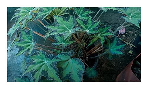 Pcs - 10x Begonia Heracleifolia Fleurs Jardin Plantes - Graines ID342 - Seeds & Plants Shop by Ipsa