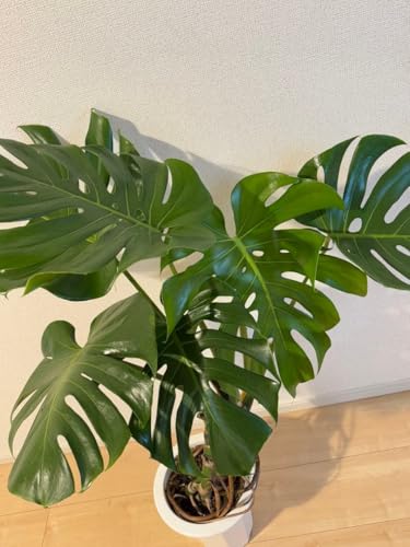 観葉植物 モンステラ 幹上がり」の人気商品一覧 | 安い商品を通販