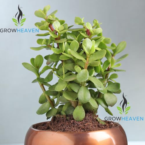 Image of Live Jade Plant | Lucky Succulent for Home & Office | Low Maintenance & Easy to Grow | Perfect for Indoor Decor & Gifting | Attracts Prosperity & Positive Energy