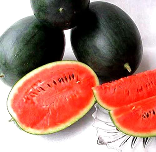Kira Seeds - Black Beauty Watermelon 9 Lbs - Fruits For Planting - Gmo Free #TOP7