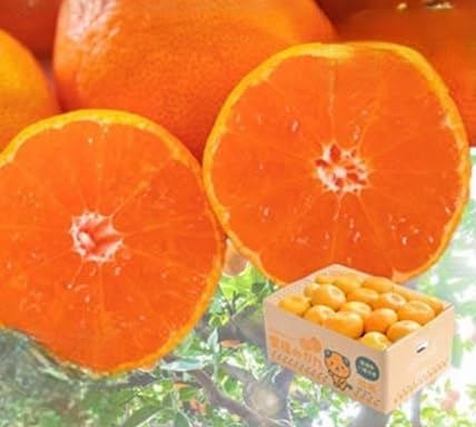 (2025年11月より順次発送)大玉サイズのみ厳選!愛媛みかん5kg(訳あり)(A25-219)