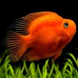 Blood Parrot Cichlid 2-2.5 Inch Live Aquarium Fish. Active,...