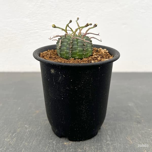 Amazon｜ユーフォルビア：バリダ（実生特選株） 3号鉢植え[多肉植物