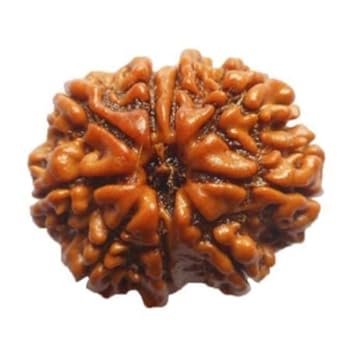 Gemstone Industry IGL Certified Nine Mukhi Rudraksha Pure Nepali Bead Blessed by Devi Maa for Pooja Chanting Etc