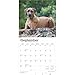 BrownTrout, Rhodesian Ridgebacks 2025 Wall Calendar