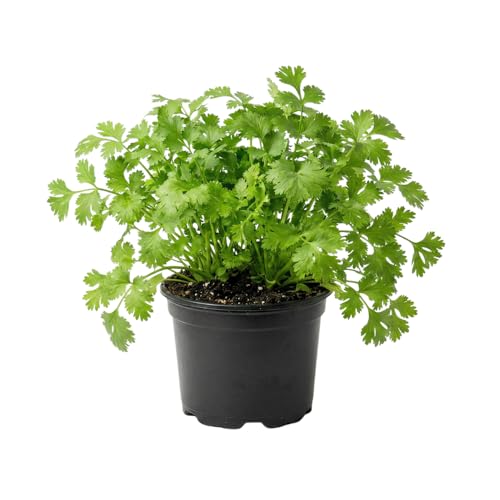 Live Cilantro Plant in 4 Pot Fresh Culinary Herb Herbs for Indoor and Outdoor Gardens Planting