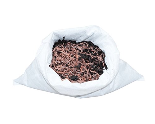 Preisvergleich Produktbild SUPERWURM 2 kg Gartenwürmer - für 200 m² Fläche - Bodenverbesserer