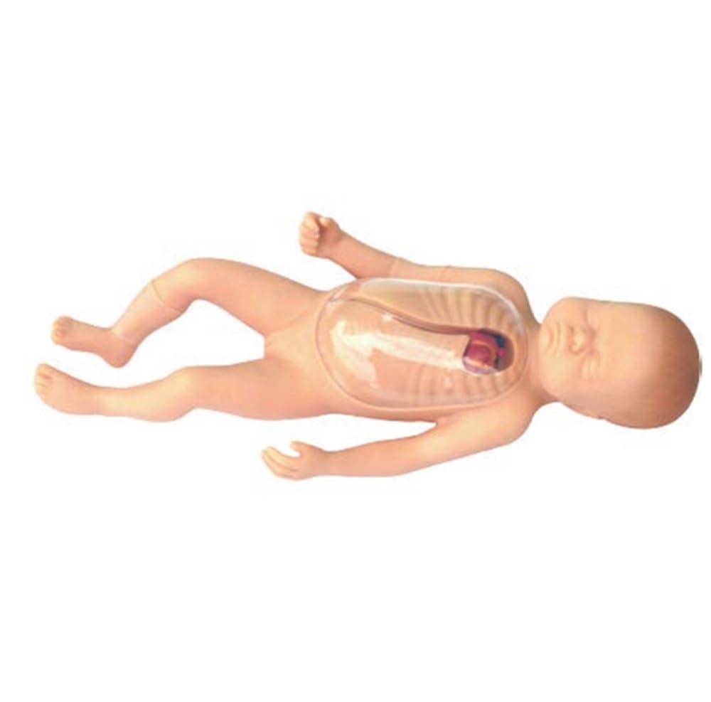 Modello di cateterizzazione venosa centrale per pratica medica, ideale per studenti, medici e infermieri, strumento di formazione anatomica