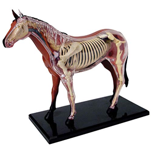 image for ALBB Medical Horse Anatomical Model - Animal Biology Skeleton Organ An