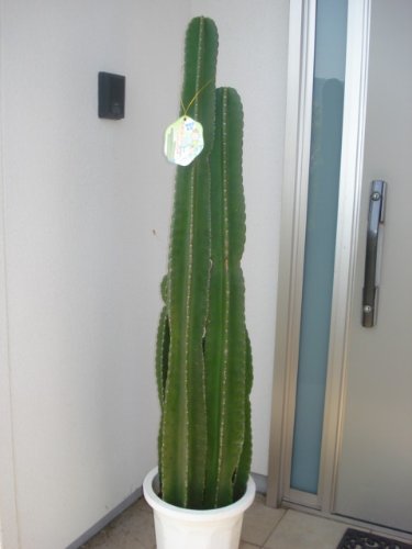 素材 サボテンが花をつけている ニコニコ動画