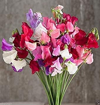 Mammoth Choice Mix Sweet Pea Seed . Excelente para flores cortadas (500 semillas)