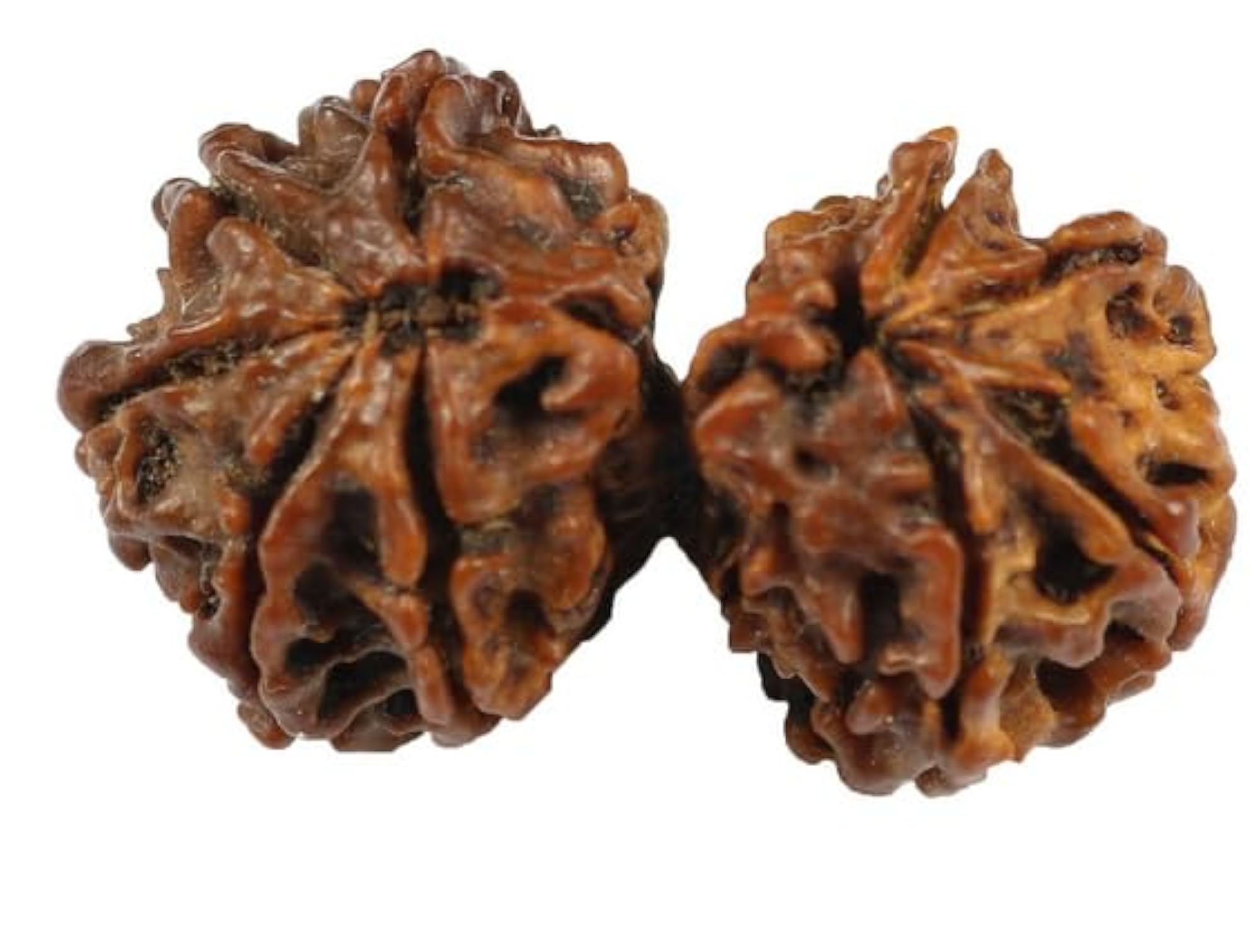 Natural Gori Shankar Rudraksha Beads, Genuine Pendant Making
