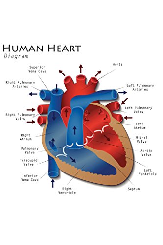 Human Heart Diagram Anatomy Diagram Educational Chart Cool Wall Art Print Poster 12x18
