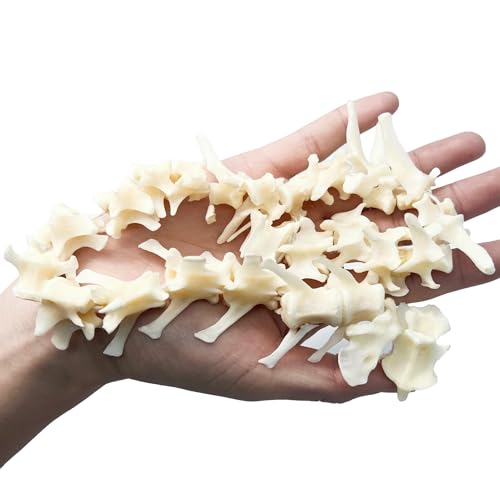 Image of Taxidermy Real Fox Spine Decor - Model Animals Bones Specimen, Taxidermy Supplies for Science Education, Collection (Fox Spine)
