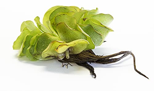Mühlan Aquatic Plants 1 pcs Salvina natans for pond floating plant against algae