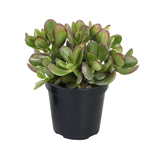 Altman Plants, Crassula Ovata Jade Plant Live Succulent Plant, Money Tree Plant Indoor Live Succulents Plants Live Plants, Jade Plants Live Indoor Potted Money Plant Indoor Plants Live Houseplants