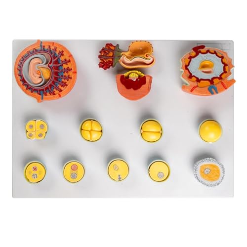 HEQIM Embryonic Development Model, Egg Fertilization Development Process Model, Anatomical Fertilization Process Model 12 Parts Medical Teaching Tools