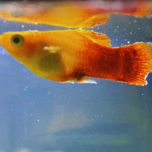 Sunburst Live Platy Fish 4 Fish Pack - Live Fish for Aquarium Exotic Freshwater Live Fish, Live Aquarium Fish, Live Fish, Live Freshwater Fish Freshwater Fish Live Buy Live Fish