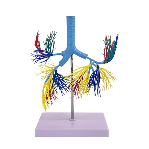 Modèle d'arbre bronchique anatomique AMITD taille réelle pour enseignement