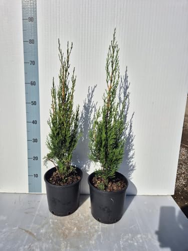 2 Piante Vere di Cipresso Toscano, Cupressus Sempervirens Stricta - Vaso 17 cm - Giulian Giovani Piante