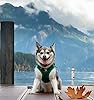 EcoBark Dog Harness - Luxury Step in Mesh Dog Harnesses in Forest Green - Soft & Secure Dog Harness Vest Body Wrap #5