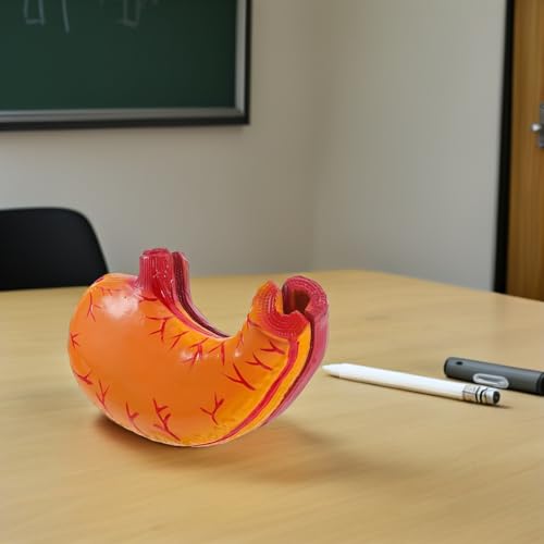 Modèle anatomique de l'estomac de haute précision pour étude - 5