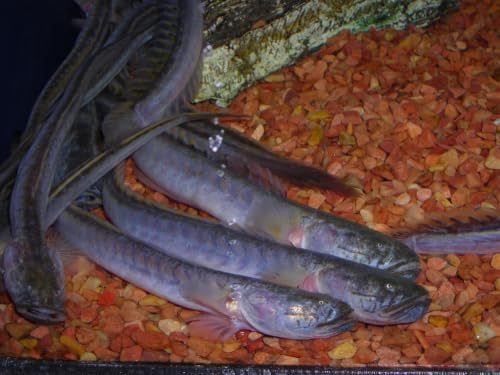 Dragon Fish Live Freshwater Aquarium Oddball 4-5 Inch XL