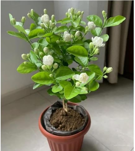 Image of UGAOO Bharat Mogra Jasmine Live Plant | Fragrant White Flowering