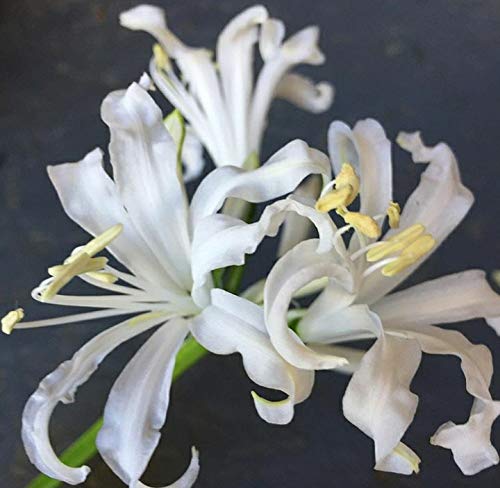Radha Krishna Agriculture Nerine Lily - Lycoris Mixed Color | Flower Bulbs Pack of 2 Large Nerine Lily Bulbs - for Home Gardening