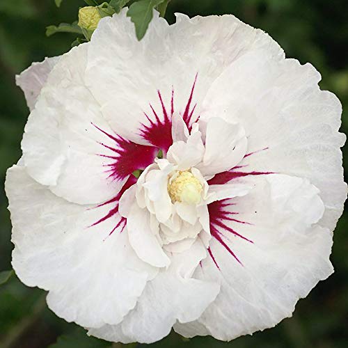 First Edition Bali Hibiscus, 2 Gal, Semi-Double Pure White Flowers #TOP3