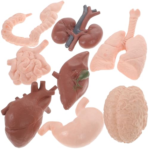Hohopeti Modelo de Órganos Humanos Educativo 8 Piezas Realista para Enseñanza Escolar, Kit Estático de Cerebro, Corazón, Intestinos y Riñones, Herramienta Didáctica para Anatomía Aplicada