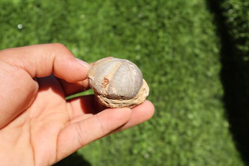 Image of 4pcs Sea Urchin Fossil Rare Toxaster peroni Fossil from The Cretaceous Period - Authentic Moroccan sea Urchin, Natural Specimen, for Collectors and Geologists A140